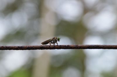 Close-up of insect perching on branch