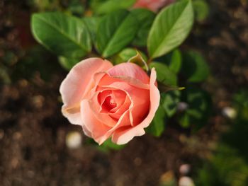 Close-up of rose against blurred background