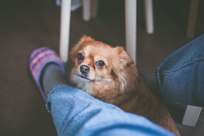 Low section of person with puppy