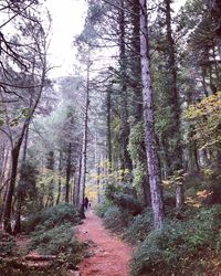 Rear view of person walking on footpath amidst trees in forest