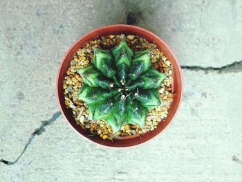 High angle view of potted plant in bowl on table