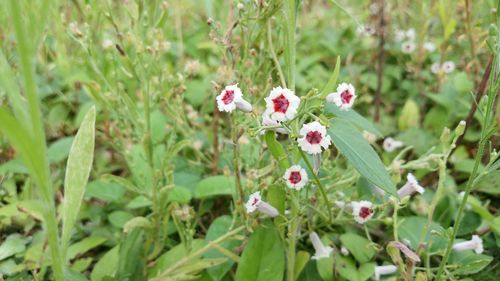 Close-up of flowers blooming outdoors