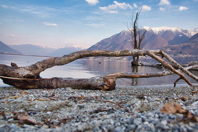 Surface level of driftwood in lake against sky