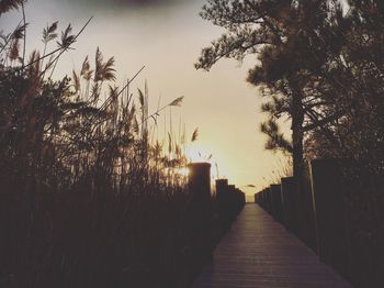 Trees against sky during sunset