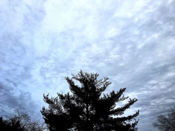 Low angle view of silhouette tree against sky