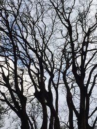 Low angle view of bare tree against sky