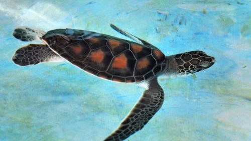 Close-up of turtle swimming in sea