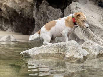 Dog on rock in water