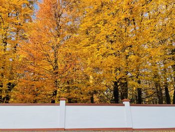 View of autumnal trees in the forest