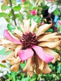 Close-up of wilted flower