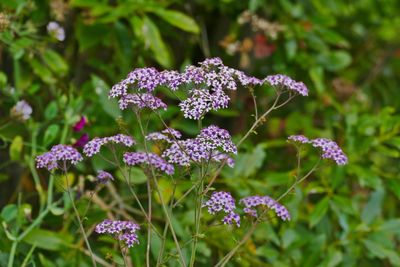 Close-up of purple flowering plants