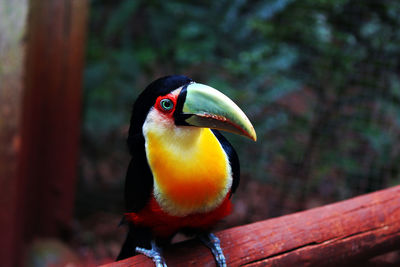 Close-up of bird perching