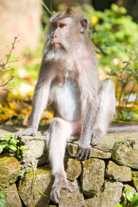 Monkey sitting on rock