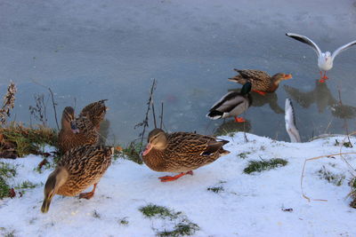 Flock of birds in winter