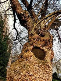Low angle view of bare tree against sky