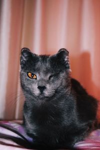 Close-up portrait of a cat