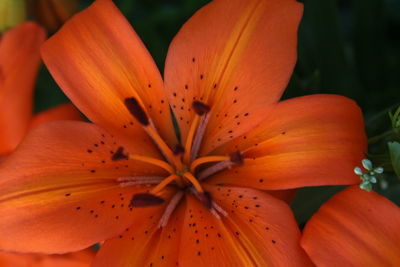 Close-up of orange lily