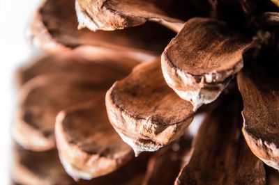 Macro shot of pine cone