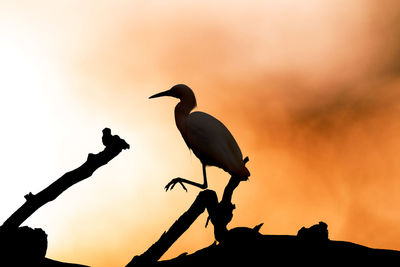 Low angle view of silhouette bird perching on tree against sky