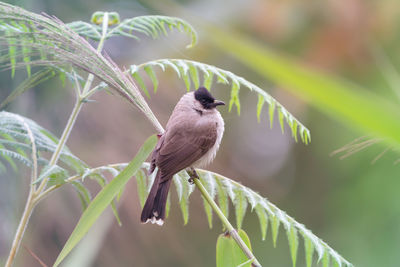 Bird perching on a plant