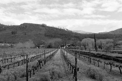 Scenic view of vineyard against sky
