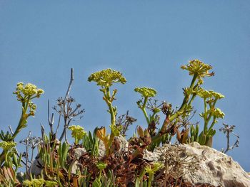 Low angle view of plants against clear blue sky