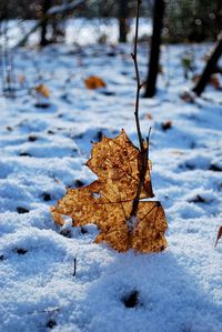 Close-up of dry leaf on snow covered land