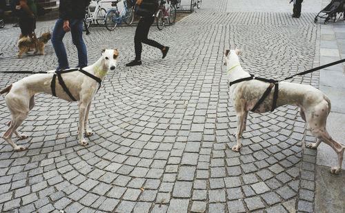 Dogs tied to leashes on cobbled street