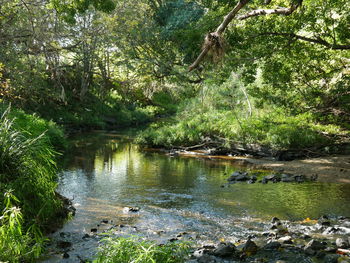 Scenic view of lake in forest