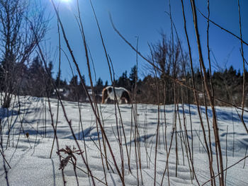 Bare trees on snow covered land against sky