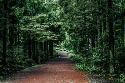 Footpath amidst trees in forest