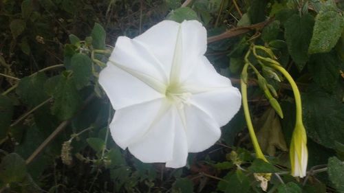 Close-up of white flower blooming outdoors