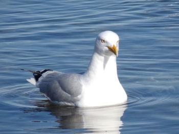 Duck swimming in lake