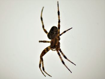 Close-up of spider on web