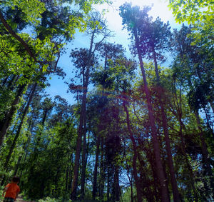 Low angle view of trees in forest