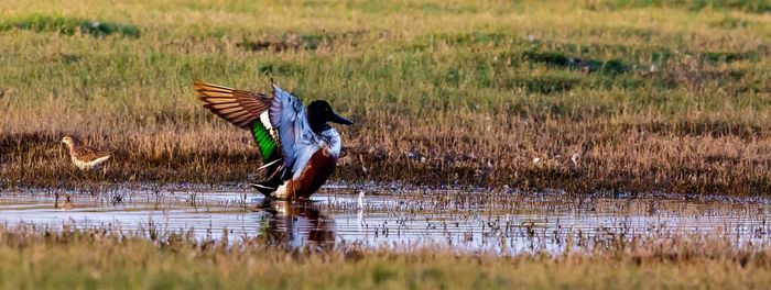 Side view of a bird flying over lake