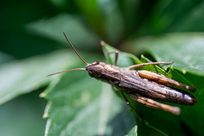 Close-up of insect on leaf
