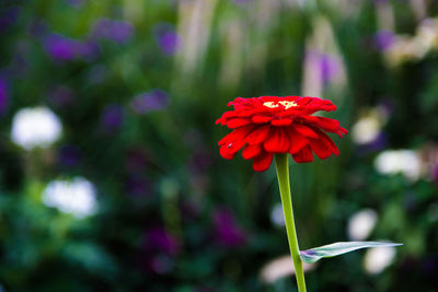 Close-up of red flowering plant