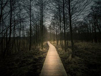Boardwalk amidst bare trees in forest