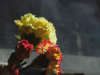Close-up of yellow flowers blooming outdoors