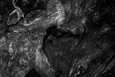 Full frame shot of tree trunk