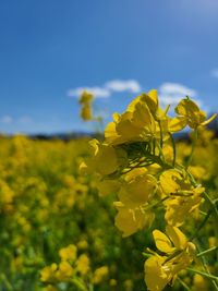 Close-up of fresh yellow flower against sky