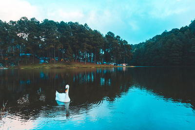 Ducks swimming in lake