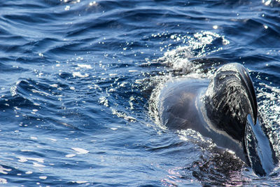 Pilot whales globicephala melas in the atlantic ocean at canary island tenerife