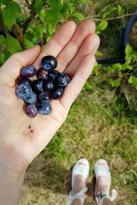 Low section of woman holding blueberries on field