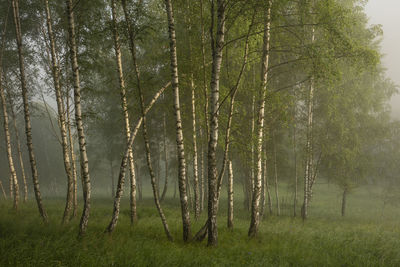 Scenic view of forest