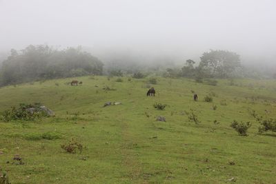 Flock of sheep in a field