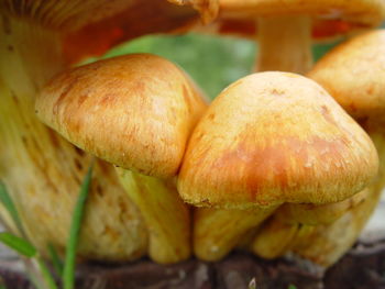 Close-up of mushrooms