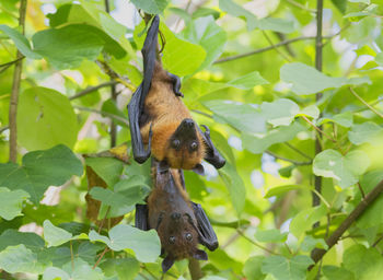 Close-up of a bird on branch