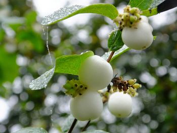 Close-up of apple blossoms on tree